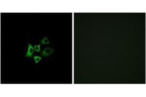 Immunofluorescence analysis of A549 cells, using OR51T1 Antibody. (OR51T1 antibody  (AA 201-250))