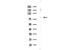Western blot analysis of lysates from K562 cells(heat-shock,45 min treatment), using Phospho-SP1 (Thr739) Antibody at 1/1000 dilution.