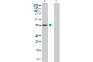 Western Blot analysis of JUNB expression in transfected 293T cell line by JUNB MaxPab polyclonal antibody. (JunB antibody  (AA 1-347))