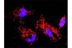 Proximity Ligation Analysis of protein-protein interactions between CASP6 and APP. (Caspase 6 antibody  (AA 1-293))
