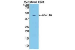 Western Blotting (WB) image for anti-Matrix Metallopeptidase 10 (Stromelysin 2) (MMP10) (AA 99-476) antibody (ABIN1078303) (MMP10 antibody  (AA 99-476))