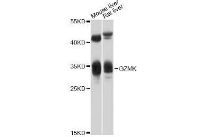 Western blot analysis of extracts of various cell lines, using GZMK antibody (ABIN5997866) at 1/1000 dilution. (GZMK antibody)