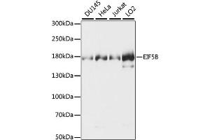 Western blot analysis of extracts of various cell lines, using EIF5B antibody (ABIN7267052). (EIF5B antibody  (AA 1-273))