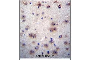 EVPLL Antibody (Center) (ABIN656246 and ABIN2845563) immunohistochemistry analysis in formalin fixed and paraffin embedded human brain tissue followed by peroxidase conjugation of the secondary antibody and DAB staining. (Envoplakin-Like antibody  (AA 118-146))