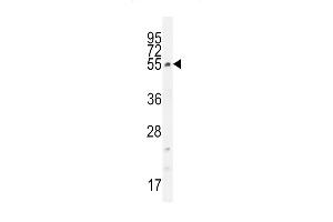 CCDC61 Antibody (N-term) (ABIN655534 and ABIN2845046) western blot analysis in K562 cell line lysates (35 μg/lane). (CCDC61 antibody  (N-Term))