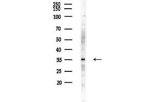 Western blot analysis of lysates from RAW264.