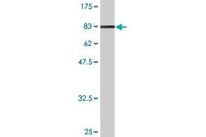 Western Blot detection against Immunogen (94. (NXF2 antibody  (AA 1-626))
