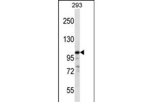 RASA1 Antibody (C-term) (ABIN656874 and ABIN2846075) western blot analysis in 293 cell line lysates (35 μg/lane). (RASA1 antibody  (C-Term))