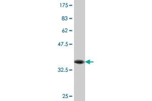 Western Blot detection against Immunogen (36. (IL-1 beta antibody  (AA 170-269))