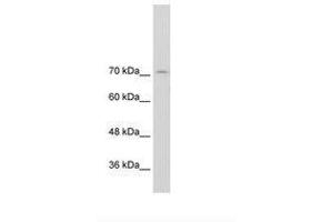 Image no. 2 for anti-General Transcription Factor II I Repeat Domain-Containing 1 (GTF2IRD1) (N-Term) antibody (ABIN203343) (GTF2IRD1 antibody  (N-Term))