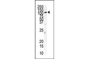 Western blot analysis of anti-PDGFRB Antibody (N-term) (ABIN392034 and ABIN2841803) in cell line lysates (35 μg/lane). (PDGFRB antibody  (N-Term))