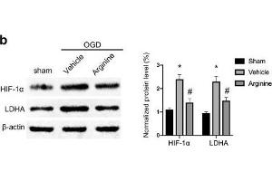 Western Blotting (WB) image for anti-Actin, beta (ACTB) (AA 1-50) antibody (ABIN724340)