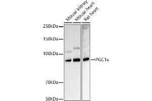 Western blot analysis of extracts of various cell lines, using PGC1α antibody  at 1:1000 dilution. (PPARGC1A antibody  (C-Term))
