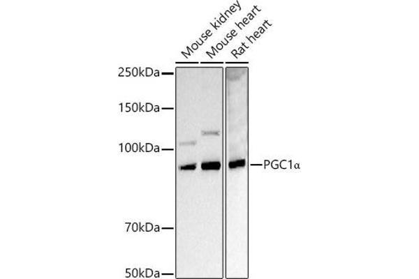 PPARGC1A 抗体  (C-Term)
