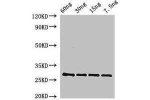 anti-BAS1 (AA 66-266) antibody