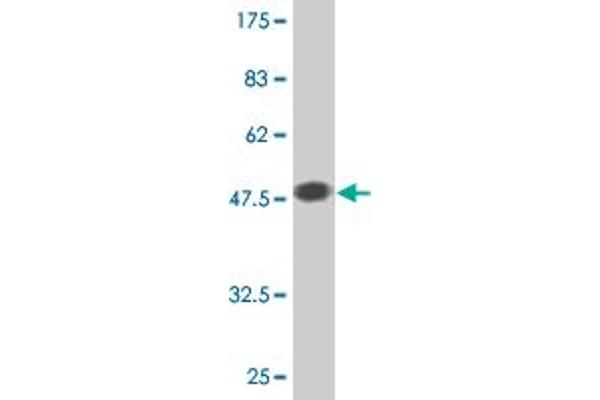 GJB2 antibody  (AA 1-226)