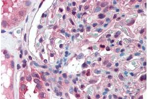 Anti-SLC39A14 antibody  ABIN960809 IHC staining of human kidney. (SLC39A14 antibody  (Cytoplasmic Domain))