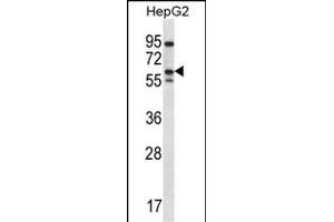 ERRFI1 Antibody (Center) (ABIN656489 and ABIN2845766) western blot analysis in HepG2 cell line lysates (35 μg/lane). (ERRFI1 antibody  (AA 257-286))