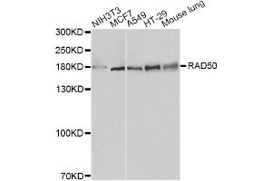 Western blot analysis of extracts of various cell lines, using RAD50 antibody. (RAD50 antibody)