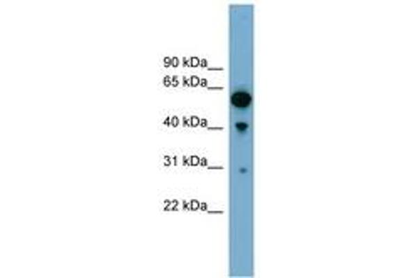 ARHGAP15 antibody  (AA 251-300)