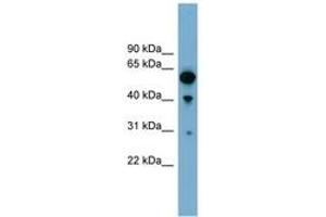 Image no. 1 for anti-rho GTPase Activating Protein 15 (ARHGAP15) (AA 251-300) antibody (ABIN6744151)
