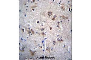 YIF1B Antibody (N-term) (ABIN656530 and ABIN2845795) immunohistochemistry analysis in formalin fixed and paraffin embedded human brain tissue followed by peroxidase conjugation of the secondary antibody and DAB staining. (YIF1B antibody  (N-Term))