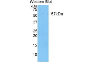 Detection of Recombinant CUZD1, Mouse using Polyclonal Antibody to CUB And Zona Pellucida Like Domains Protein 1 (CUZD1) (CUZD1 antibody  (AA 291-545))