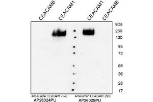 Western Analysis with anti-Human CEACAM1. (CEACAM1 antibody  (N-Term))