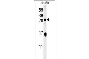 CD69 Antibody (Center) (ABIN651605 and ABIN2840320) western blot analysis in HL-60 cell line lysates (35 μg/lane). (CD69 antibody  (AA 119-148))