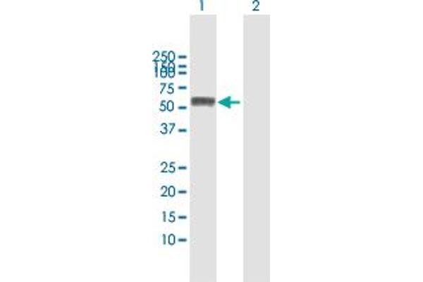 PKMYT1 antibody  (AA 1-499)