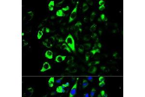 Immunofluorescence analysis of U2OS cells using GZMB Polyclonal Antibody (GZMB antibody)