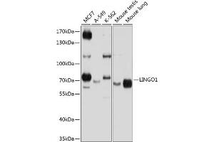 Western blot analysis of extracts of various cell lines, using LINGO1 antibody (ABIN6128188, ABIN6143246, ABIN6143247 and ABIN6224993) at 1:1000 dilution. (LINGO1 antibody  (AA 42-240))