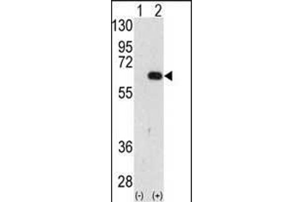 AMFR antibody  (AA 571-601)