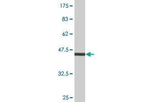 Western Blot detection against Immunogen (46. (NCS1 antibody  (AA 1-190))