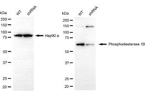 Western blotting analysis using phosphodiesterase 1B antibody (ABIN7799797).