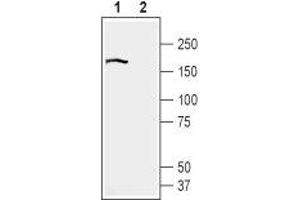 Western blot analysis of human SHSY-5Y neuroblastoma cell line lysates: - 1. (BAI2 antibody  (Extracellular, N-Term))