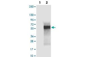 Western blot analysis of Lane 1: Negative control (vector only transfected HEK293T lysate), Lane 2: Over-expression Lysate (Co-expressed with a C-terminal myc-DDK tag (~3. (C4orf19 antibody)