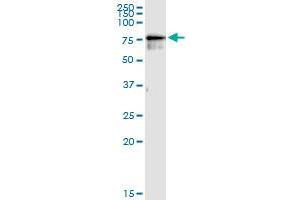 Immunoprecipitation of CDKN2AIP transfected lysate using anti-CDKN2AIP MaxPab rabbit polyclonal antibody and Protein A Magnetic Bead , and immunoblotted with CDKN2AIP purified MaxPab mouse polyclonal antibody (B01P) . (CDKN2AIP antibody  (AA 1-579))