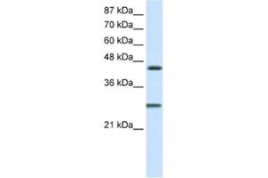 Western Blotting (WB) image for anti-Hairy and Enhancer of Split 6 (HES6) antibody (ABIN2460603) (HES6 antibody)