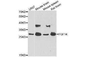 Western blot analysis of extracts of various cell lines, using FGF14 antibody.