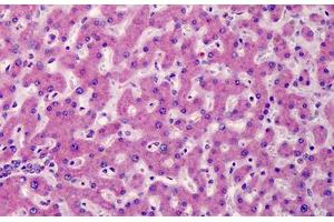 Human Liver: Formalin-Fixed, Paraffin-Embedded (FFPE) (ATG16L1 antibody  (N-Term))