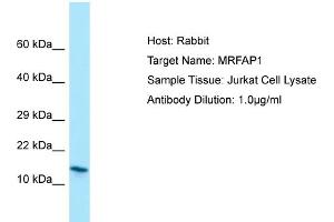 Host: RabbitTarget Name: MRFAP1Antibody Dilution: 1. (MRFAP1 antibody  (N-Term))
