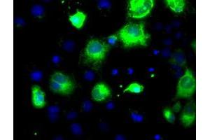 Anti-PCSK7 mouse monoclonal antibody (ABIN2453428) immunofluorescent staining of COS7 cells transiently transfected by pCMV6-ENTRY PCSK7 (RC203896). (PCSK7 antibody)