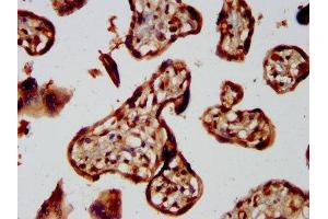 IHC image of ABIN7155695 diluted at 1:300 and staining in paraffin-embedded human placenta tissue performed on a Leica BondTM system. (GBX2 antibody  (AA 65-248))