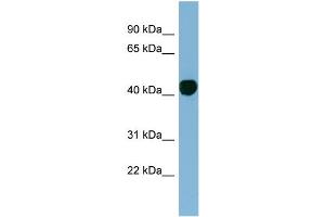 WB Suggested Anti-H2AFY  Antibody Titration: 0.