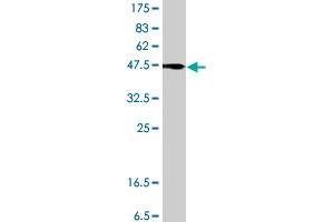 Western Blot detection against Immunogen (36. (SEMA4B antibody  (AA 592-689))