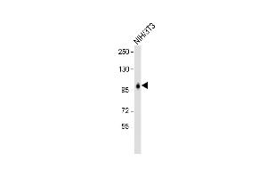 Anti-LONP1 Antibody (Center) at 1:2000 dilution + NIH/3T3 whole cell lysate Lysates/proteins at 20 μg per lane.