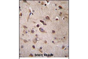 TSN Antibody (Center) (ABIN656310 and ABIN2845612) immunohistochemistry analysis in formalin fixed and paraffin embedded human brain tissue followed by peroxidase conjugation of the secondary antibody and DAB staining. (Translin antibody  (AA 109-138))
