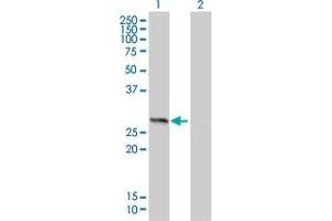 Western Blot analysis of HMGB1 expression in transfected 293T cell line by HMGB1 monoclonal antibody (M01), clone 1E6-E10. (HMGB1 antibody  (AA 1-215))