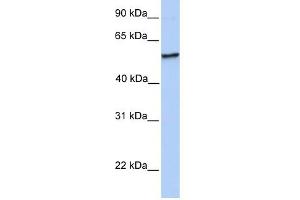 NUDCD1 antibody used at 1 ug/ml to detect target protein. (NUDCD1 antibody  (N-Term))